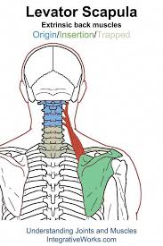 Levator Scapula Functional Anatomy Integrative Works Annoyingbackpain Trigger Points Scapula Trigger Point Therapy