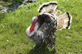 A team of editors takes feedback from our visitors to keep trivia as up to date and as accurate as possible.complete quiz index can be found here: 21 Thanksgiving Trivia Questions Most People Don T Know The Answer To