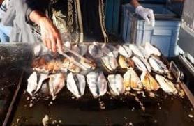 How to cook bonito | the hook and the cook. Bonita To Eat Or Not To Eat That Is The Question Bonita The Fish That Pulls Hard Fights Hard Bloody As Hell But Can Not Be Eaten