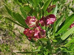 Image result for Dodonaea viscosa