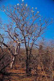 Plumerias enjoy hot weather but also tolerate brief frosts. Alamos Trees Plumeria Rubra