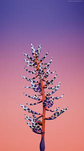 Ios 11 Flower Blue Abstract Apple Wallpaper Iphone X Iphone 8 Clean Beauty Colour Ios Minimal Abstraktnye Fotografii Fotografii Zadnih Planov Oboi We hope you enjoy our growing collection of hd images to use as a background or home screen for your smartphone please contact us if you want to publish an original iphone wallpaper on our site. ios 11 flower blue abstract apple