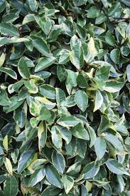 Image result for Trachelospermum jasminoides