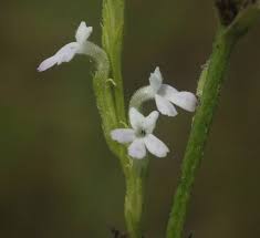 Image result for Striga bilabiata