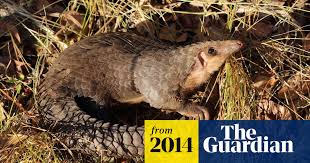 The species recovery trust aims to remove 50 species from the edge of extinction in the uk by 2050 through effective conservation strategies. Pangolins Being Eaten To Extinction Conservationists Warn Illegal Wildlife Trade The Guardian