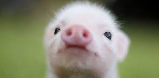 Ini gambar apa betul sekali ini adalah babi. Wallpaper Babi Hidup Untuk Android Apk Unduh