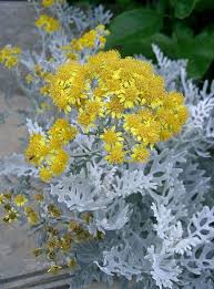 Image result for Cineraria deltoidea