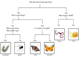 Classification Of Animals Ks1 Google Search Dichotomous