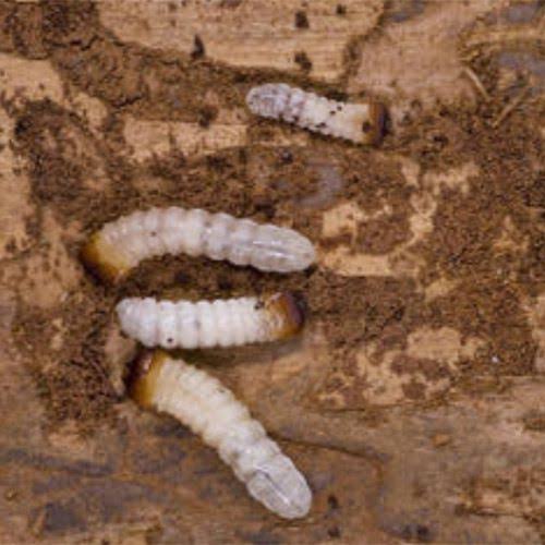 Woodworm and Silverfish - PPM Pest Control