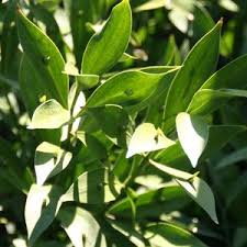 The elongated oval shaped leaves of ruscus stems create the ideal backdrop to any arrangement. Ruscus Hypoglossum At San Marcos Growers
