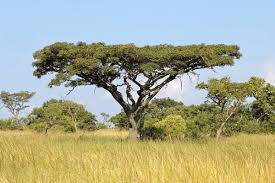 Image result for Burkea africana