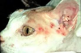 Image result for Feline Miliary Dermatitis