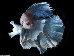 Pin On Freshwater Fish