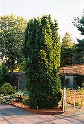 Sentinal Yew Taxus X Media Sentinalis At Oakland Nurseries Inc Plants Grove City Nursery