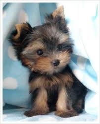 What Was That It S A Yorkie Life Cute Animals Cute Dogs Yorkie Puppy