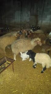 Kurbanlık olarak canlı büyükbaş bir hayvanı 7000 tl'ye aldığımızı varsayarsak. Gaziantep Canli Hayvan Alim Satim Posts Facebook