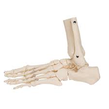 Learn how to do these with our . Foot Ankle Skeleton Elastic Mounted 3b Smart Anatomy 1019358 3b Scientific A31 1 Leg And Foot Skeleton Models Human Bone Model Lower Extremities Leg And Foot Teaching Models Skeleton Leg Skeleton Foot