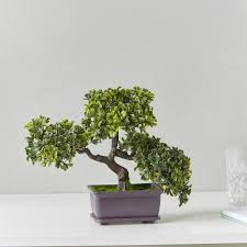 Shop Suttsu Bonsai Tree Online Home Centre Qatar