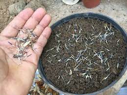 Water gently and regularly over the next week to keep the soil from drying out. How To Grow Marigolds Growing Marigolds How To Grow Marigolds Marigold Seeds