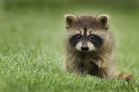 Check spelling or type a new query. Raccoons May Wash Food Before Eating Our Funny Little Site