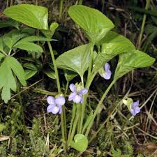 Image result for Viola eminii