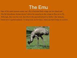 Maybe you would like to learn more about one of these? E Tasc The Penguin The Emu And The Humming Bird Ppt Download