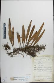 Image result for Pleopeltis macrocarpa