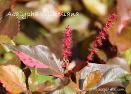 Image result for Acalypha