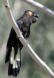 Black Bird With White Tail Feathers Tidbinbilla Australian Native Birds Cockatoo Australian Birds