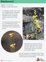 Kuvahaun tulos haulle bladderwort plant