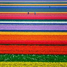 Every year from march to may, ranunculus (also called buttercups) flowers take over 50 acres of the flower fields at carlsbad ranch. 15 Incredibly Colorful Spring Flower Fields Around The World Bored Panda