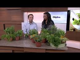 Top 5 Herbs To Grow In Your Own Home Youtube