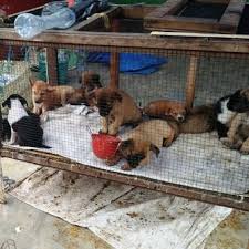 Taman hewan perbaungan / www daily wife com jalan jalan r zoo di serdang bedagai sumut hewan langka adalah hewan yang spesiesnya sangat sulit kendati kebun binatang di perbaungan. Perjalanan Daging Anjing Di Medan Dari Pasar Hingga Piring Makan 1 Halaman All Kompas Com
