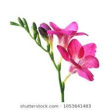 Pin On Fucsia