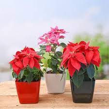 Buy Poinsettia Christmas Flower Pack Of 3 Plants Online From Nurserylive At Lowest Price Plants Christmas Plants Poinsettia Plant