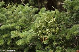 Image result for Viscum subserratum