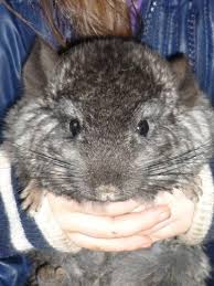 Buy and sell chinchillas and much more in surrey with freeads classifieds. Baby Chinchillas For Sale In Black Creek British Columbia British Columbia Ads
