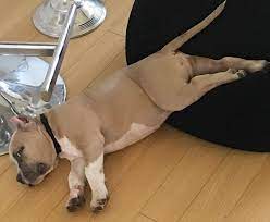 American Bully Breed Information Guide Quirks Pictures Personality Facts Barkpost