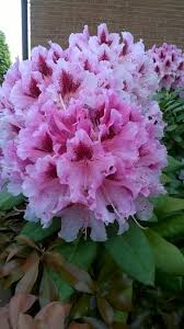 Beautiful Flowers Image By Ajay Chafekar On Chitkul Flowers For Algernon Most Beautiful Flowers