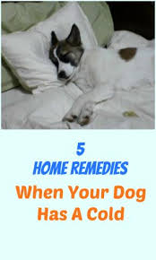 5 Home Remedies For When Your Dog Has A Cold Dog Remedies Dog Cold Symptoms Dog Illnesses