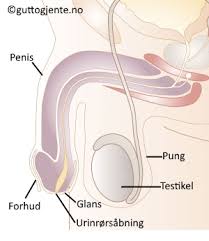 Hei, denne artikkelen er over ett år gammel og kan inneholde utdatert informasjon. Hvad Er Normal Storrelse Pa En Penis Hvorfor Har Mine Testikler Forskellig Storrelse Adamogeva Dk