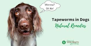 Content updated daily for cure for roundworms in dogs Eliminate Tapeworms In Dogs Using Natural Home Remedies