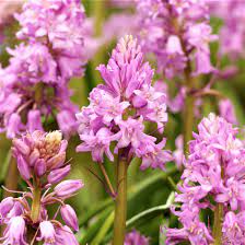 Allium Ampeloprasum Spanish Bluebells Fragrant Flowers Easy To Grow Bulbs