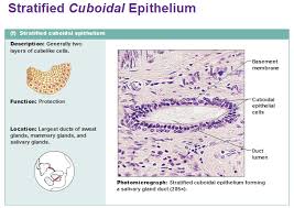 Eight Types Of Epithelial Tissue Human Anatomy And Physiology Tissue Biology Anatomy And Physiology