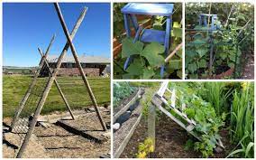 For an extra nutrient boost, try out my compost tea recipe; Clever Diy Cucumber Trellis Ideas Garden Lovers Club