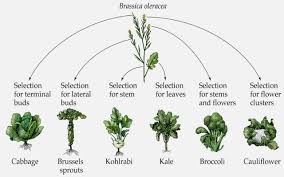 Gm crops were first introduced in the u.s. Is It Natural Genetic Variation Or Genetic Modification Agriculture