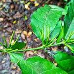 Image result for Oxyanthus goetzei