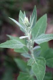 Chenopode Blanc Plantes Sauvages Plantes Sauvages Comestibles Plantes Comestibles