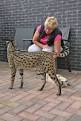 Savannah Cat Rescue — Caring for the Savannah Cat Breed
