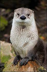 Water Queen By Woxys On Deviantart Otters Animals Beautiful River Otter